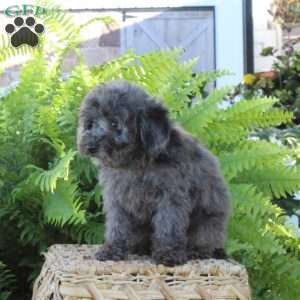 Bo, Bich-Poo Puppy